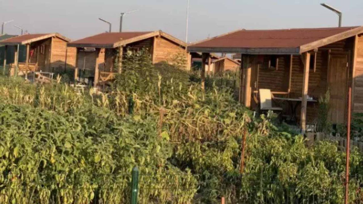 Tarımdan Haber tweet media