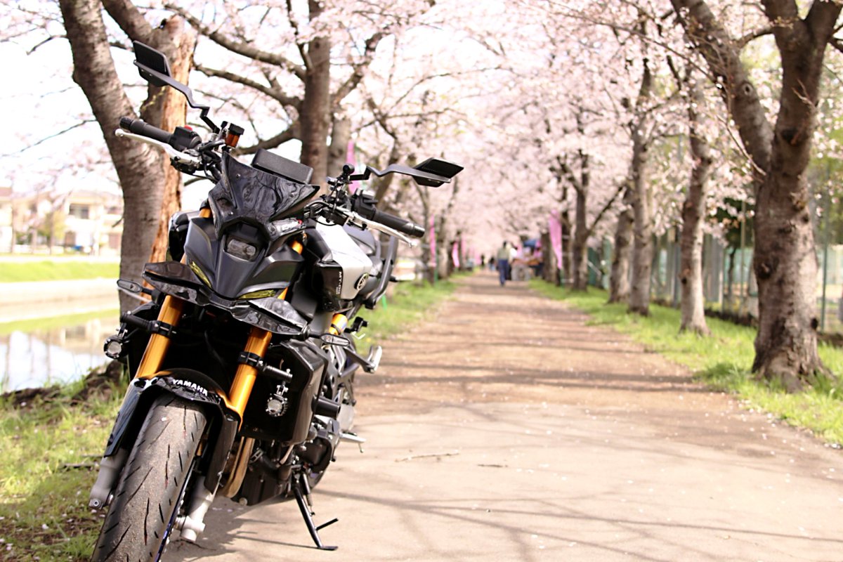 86na6565's tweet photo. バイク×🌸
一眼レフやっぱり綺麗に撮れるね~　
設定間違えてrawなかったけど... https://t.co/s4bZzCReQl