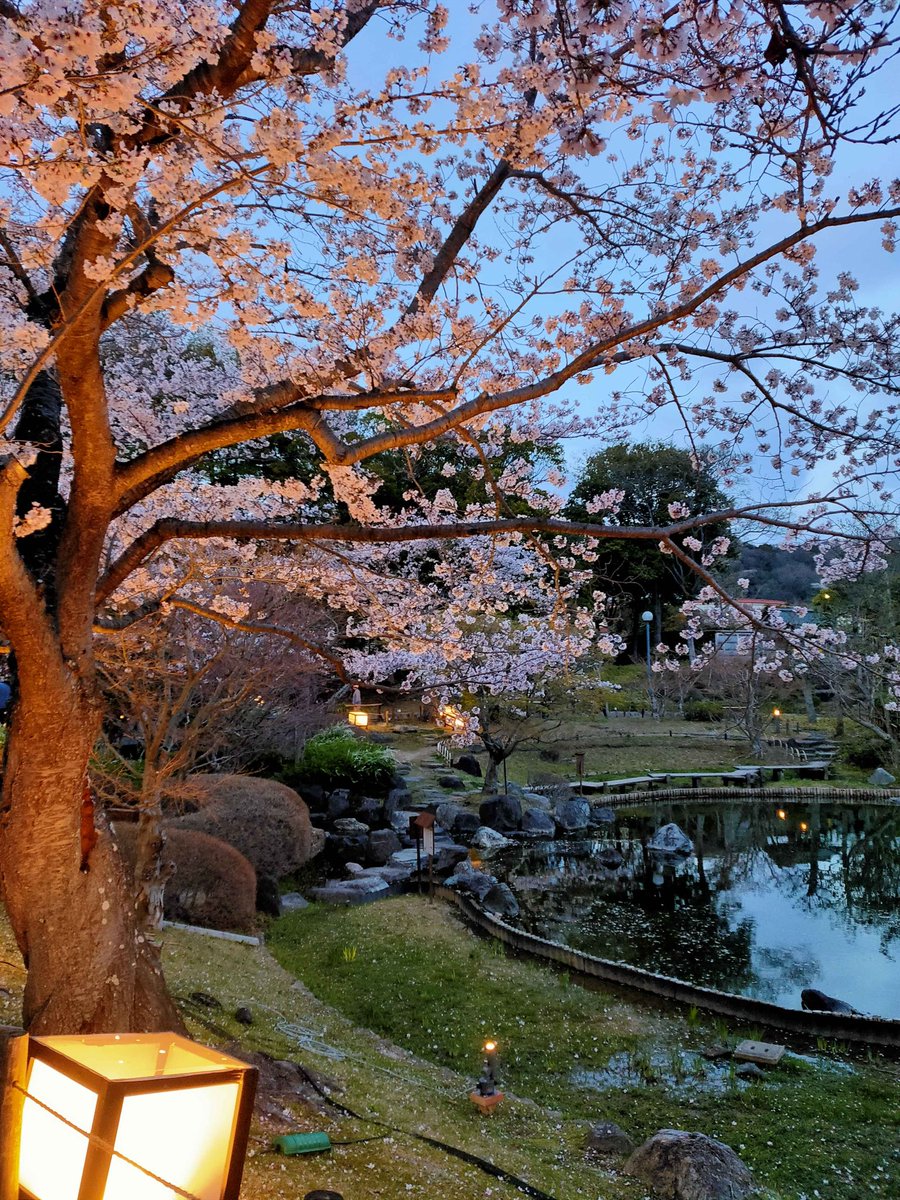 ゆうき🌼🐑 tweet media