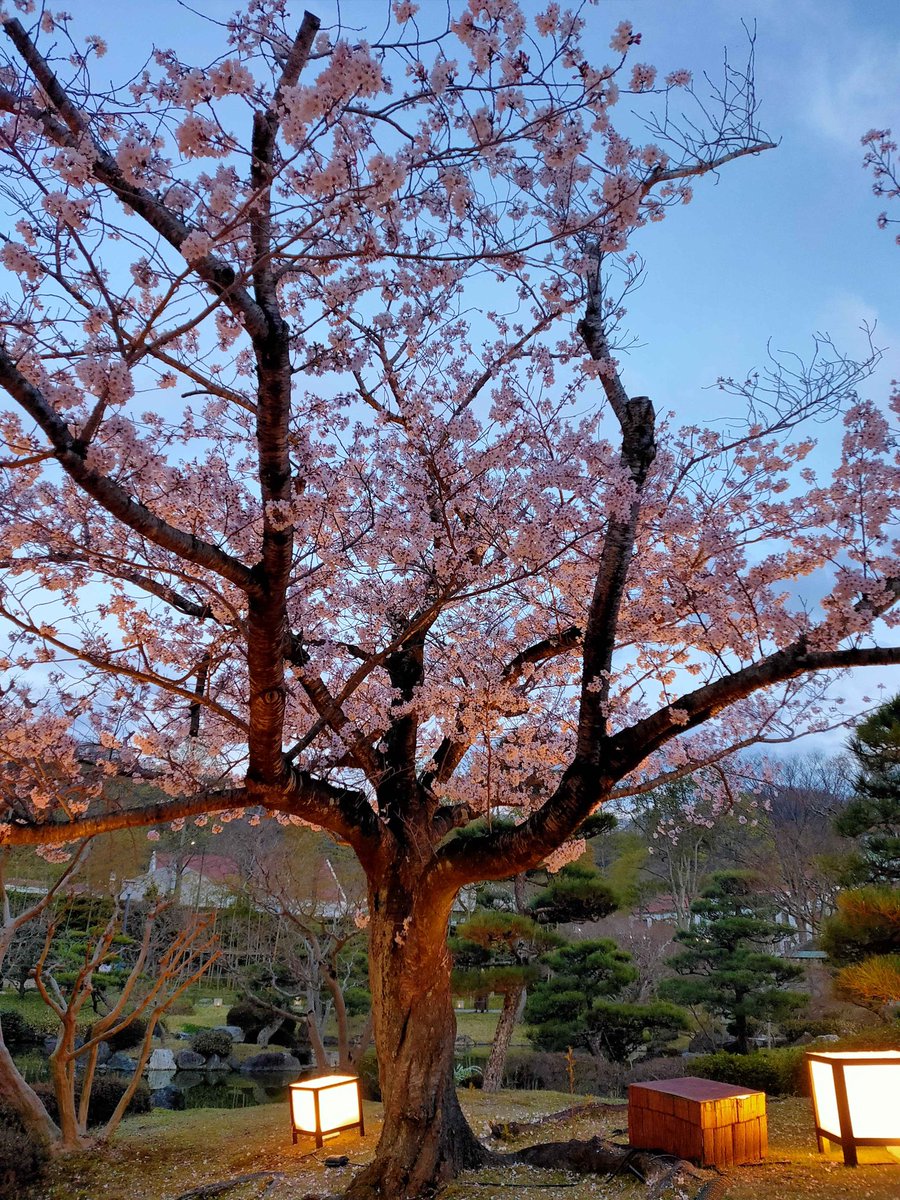 ゆうき🌼🐑 tweet media