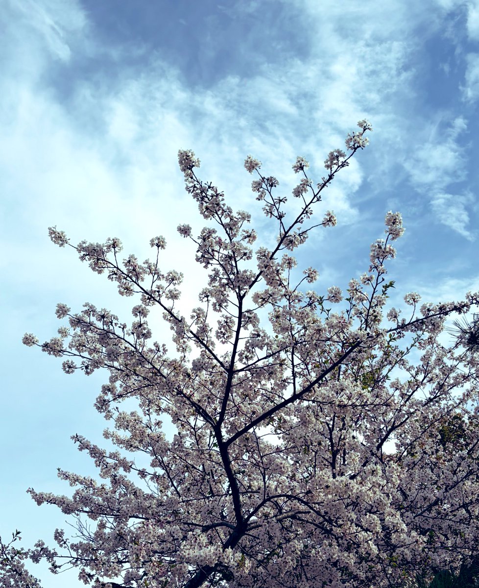 眠れない(--;)

土日出勤明けに見てきた桜
今年ももう見納めだなぁ