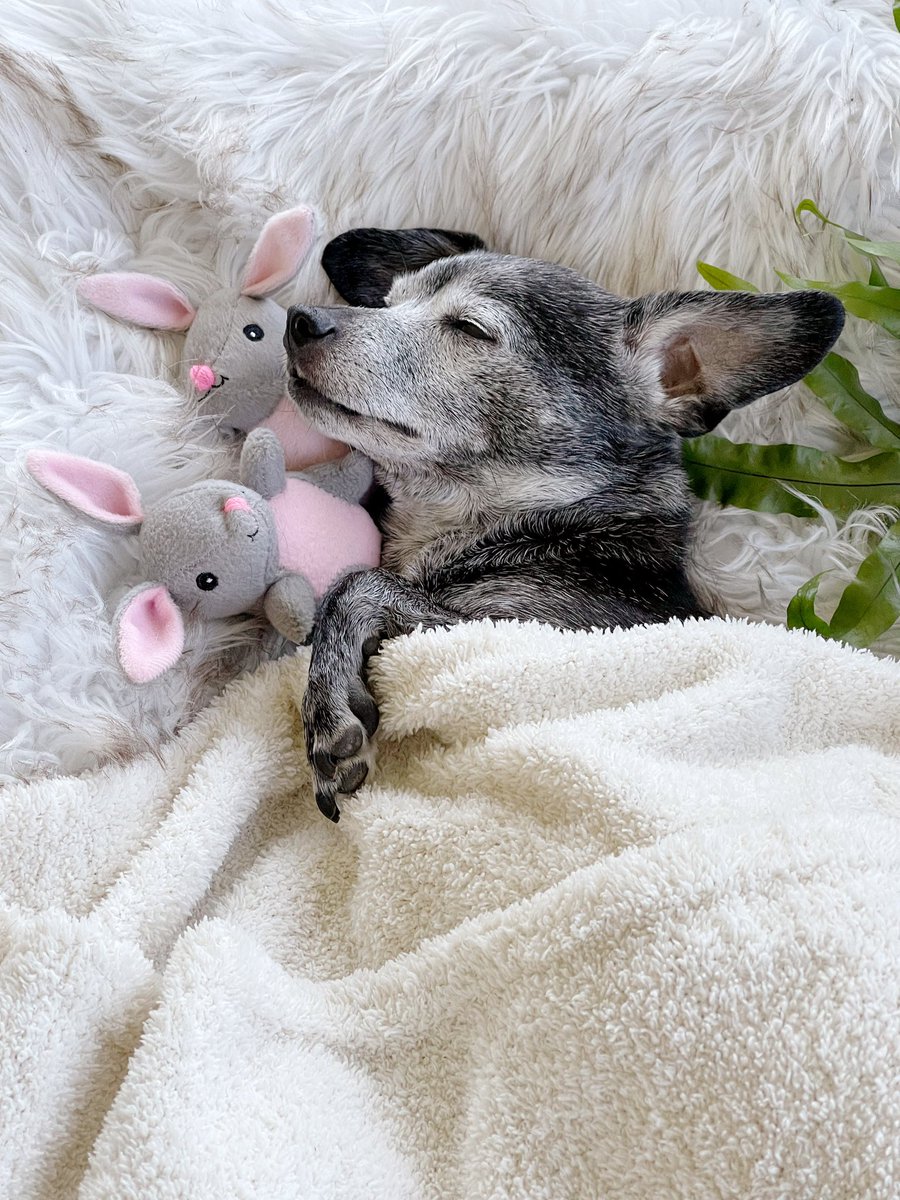 Toby the dog tweet media