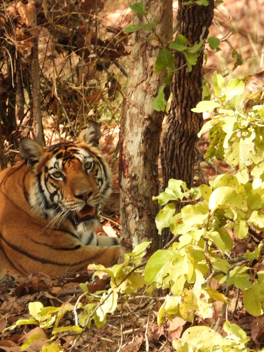 Tigers4Ever2010's tweet image. We've just received good news from India that work on the 10 wildlife waterholes has been completed today so there are 35 Tigers4Ever waterholes providing year-round #Water for wild #Tigers now! #SavingTigers #SuperSunday