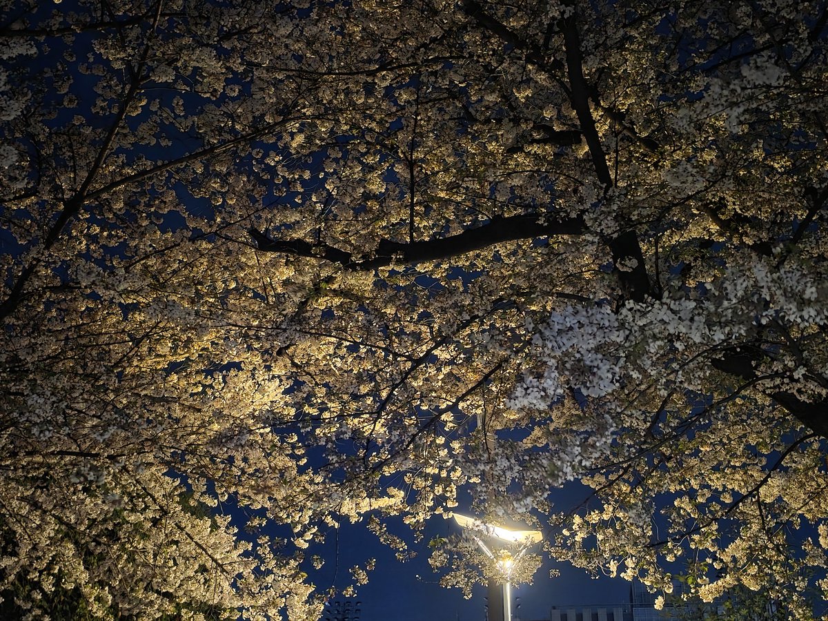 gaload's tweet photo. こんな時間にプチ花見？意味もなく花を見てるだけで落くのは立派なおじさんになった証拠？ https://t.co/ED4JMee7nt