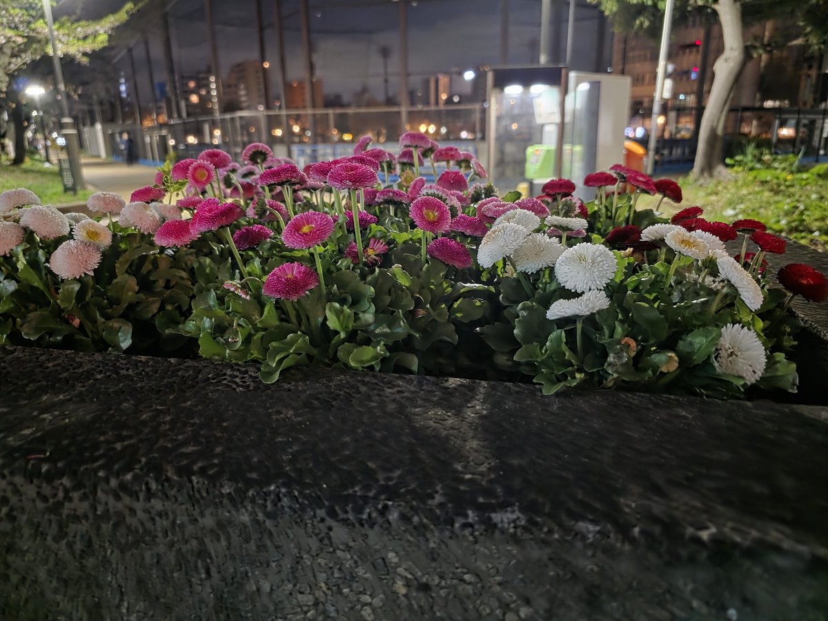 gaload's tweet photo. こんな時間にプチ花見？意味もなく花を見てるだけで落くのは立派なおじさんになった証拠？ https://t.co/ED4JMee7nt