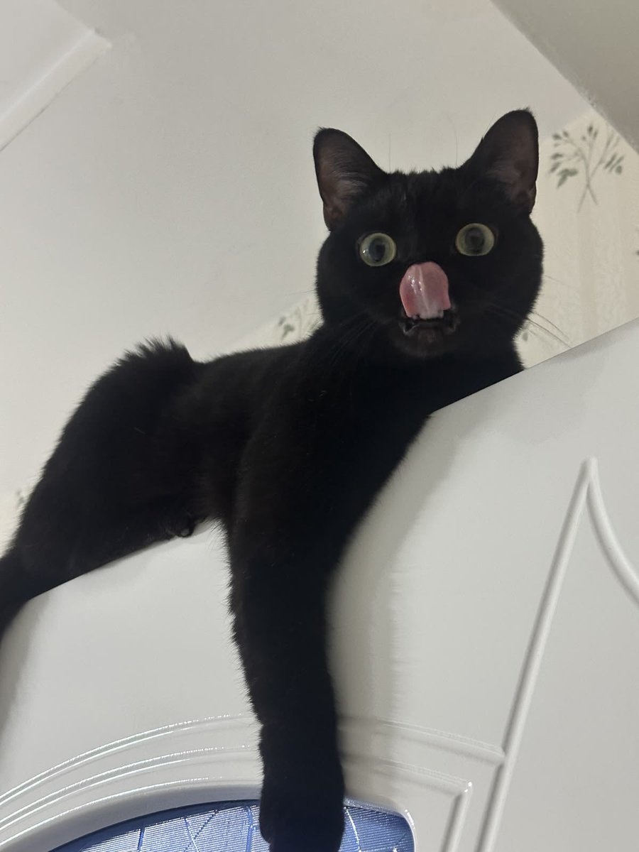 Black cats are not bad luck tweet media