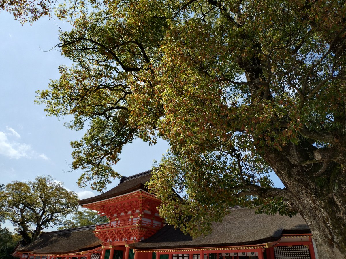 schuna69's tweet photo. 実家からの帰りに宇佐神宮へ。宇佐神宮や出雲大社は他の寺社仏閣とちょっと空気が違う…気がする😶神宮前の桜並木がちょうど綺麗で、この時期に来るのは初めてだ。工事が終わり本殿入る門が綺麗に。秋にも来てみたいな。 https://t.co/3Xv5NHf7S2