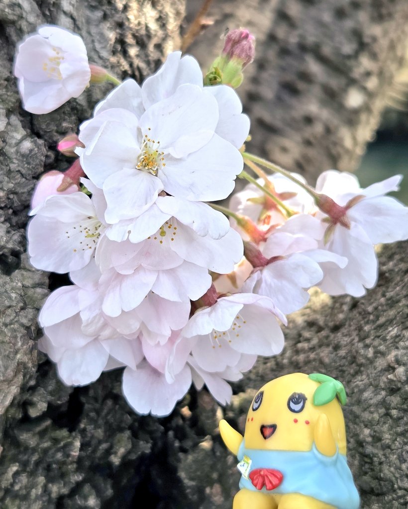 ふなぷり tweet media