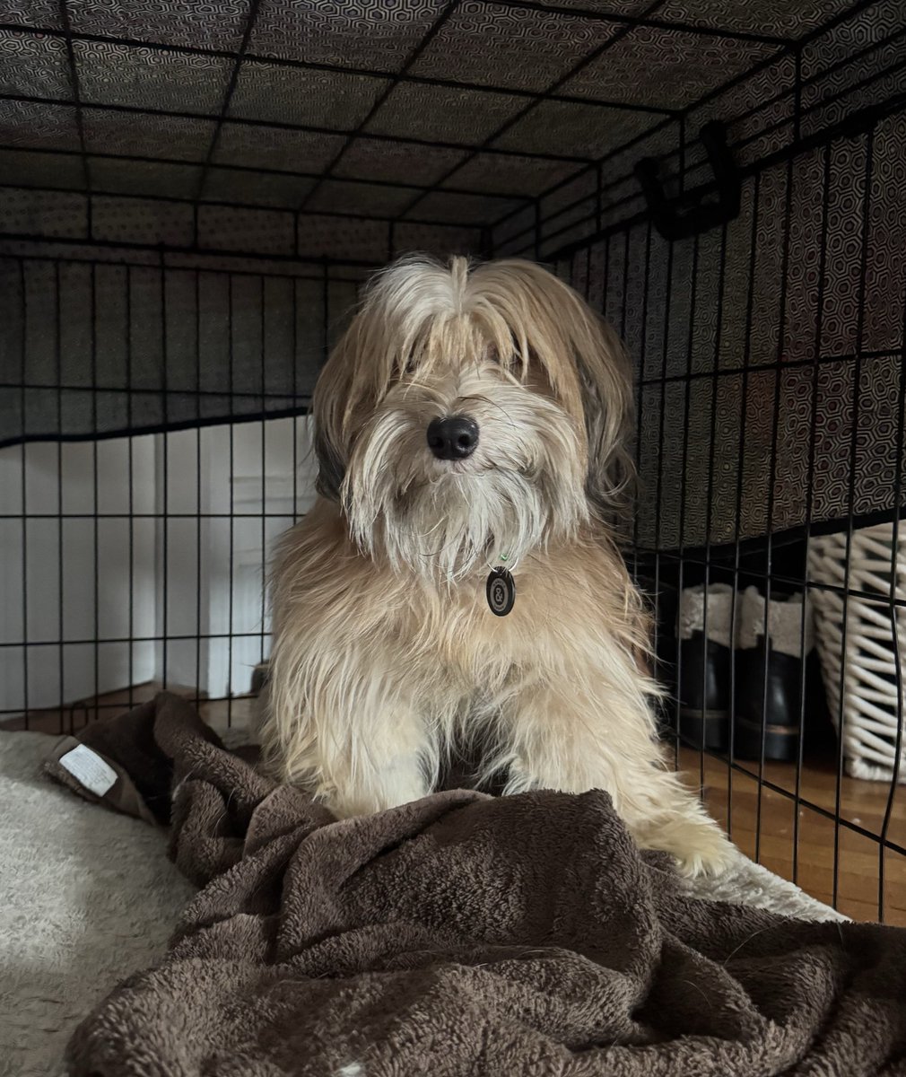 Sophie Vershbow tweet media