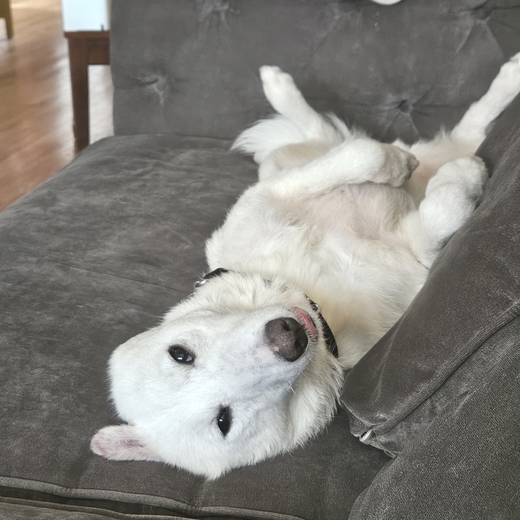 eskiedog1's tweet photo. A foster is needed for Snowball! She’s a young, 32‑lb Eskie mix coming from a shelter. She's sweet, friendly, spayed, vaccinated &amp; great with people. ❤️ Would love another dog in the home. 🐾 If you can foster Snowball, please email: info@eskierescuestl.org or call (314) 647‑1112 https://t.co/QBQkFZcChf