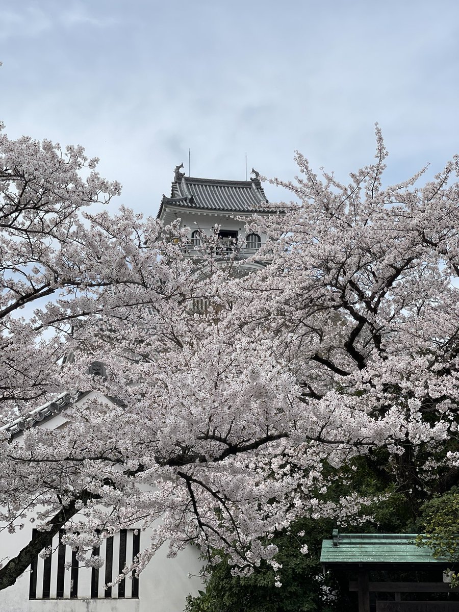 さわたり tweet media