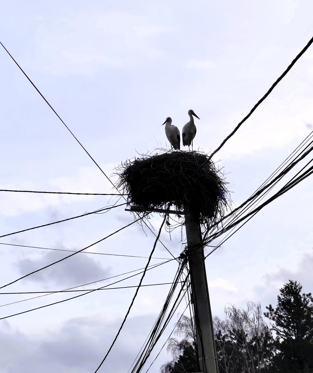 УСТАНАК 202 tweet media