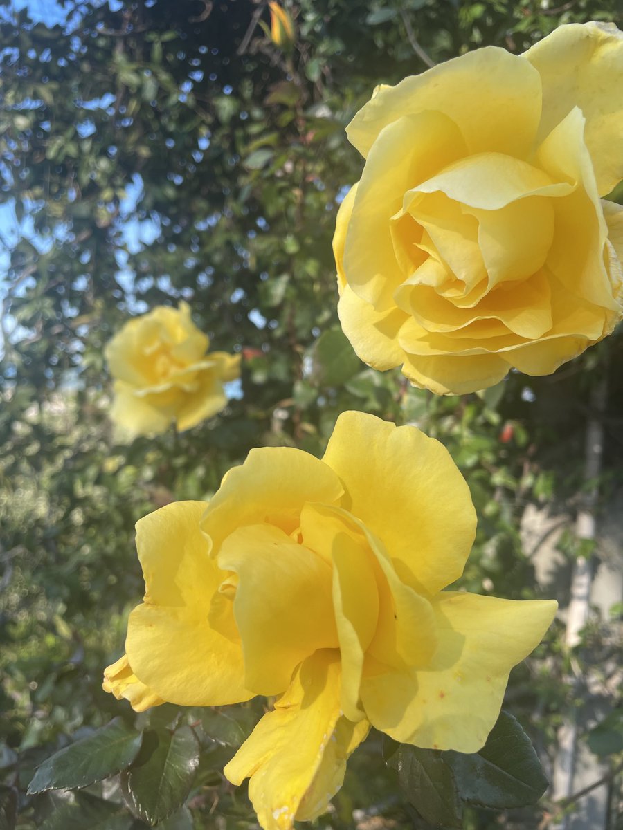 mafalda (@mafalda_233) on Twitter photo 