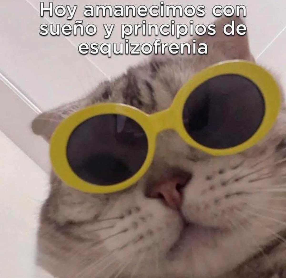 ANIMALITOS SANADORES tweet media