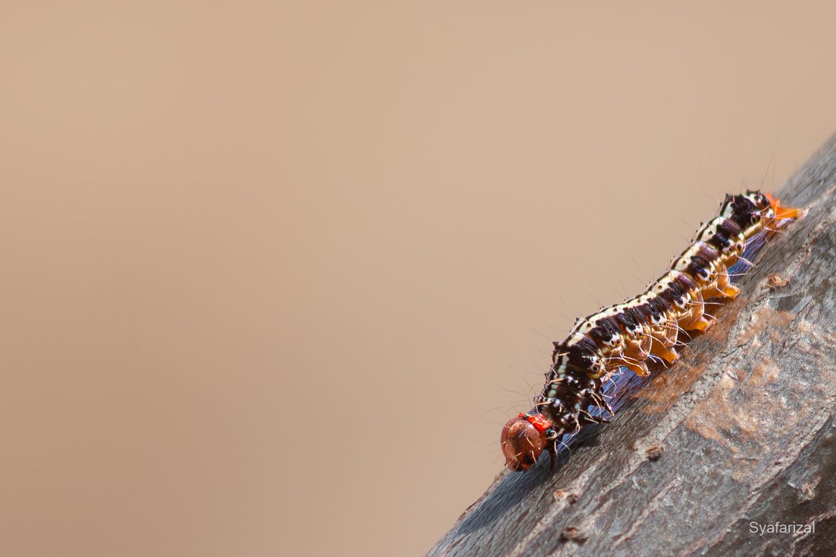 syafarizal_'s tweet image. Tropical Tiger Moth caterpillar (Asota caricae). 

Selangor, Malaysia
Nikon D750 + Sigma 70-300mm 
#nikon #dslr #tigermoth #caterpillar #asotacaricae #wildlifephotography #insectphotography #selangor #malaysia