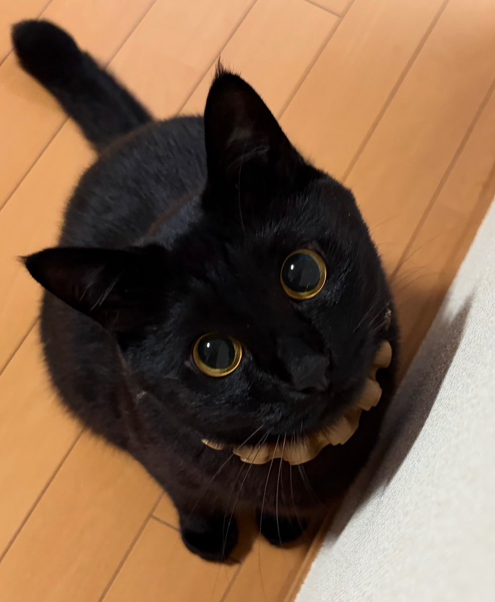 うに3才 tweet media