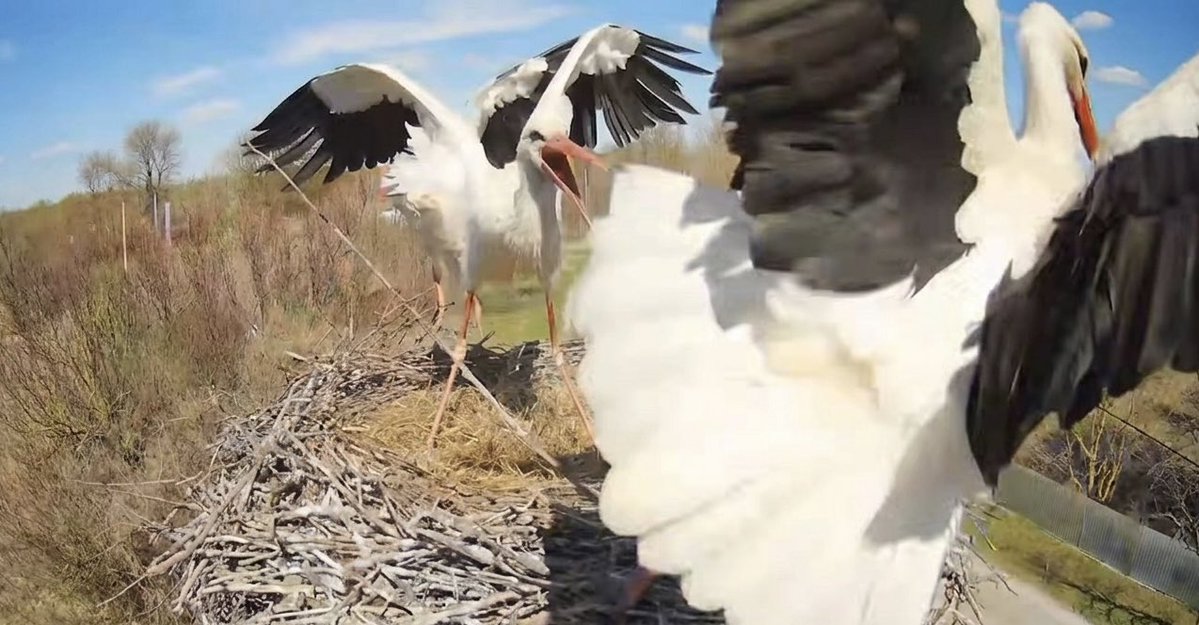 Лелека Грицько tweet media