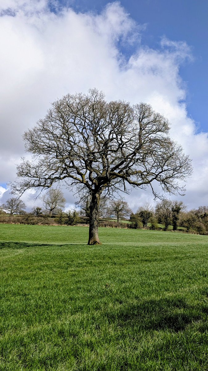 Mark Wallace tweet media