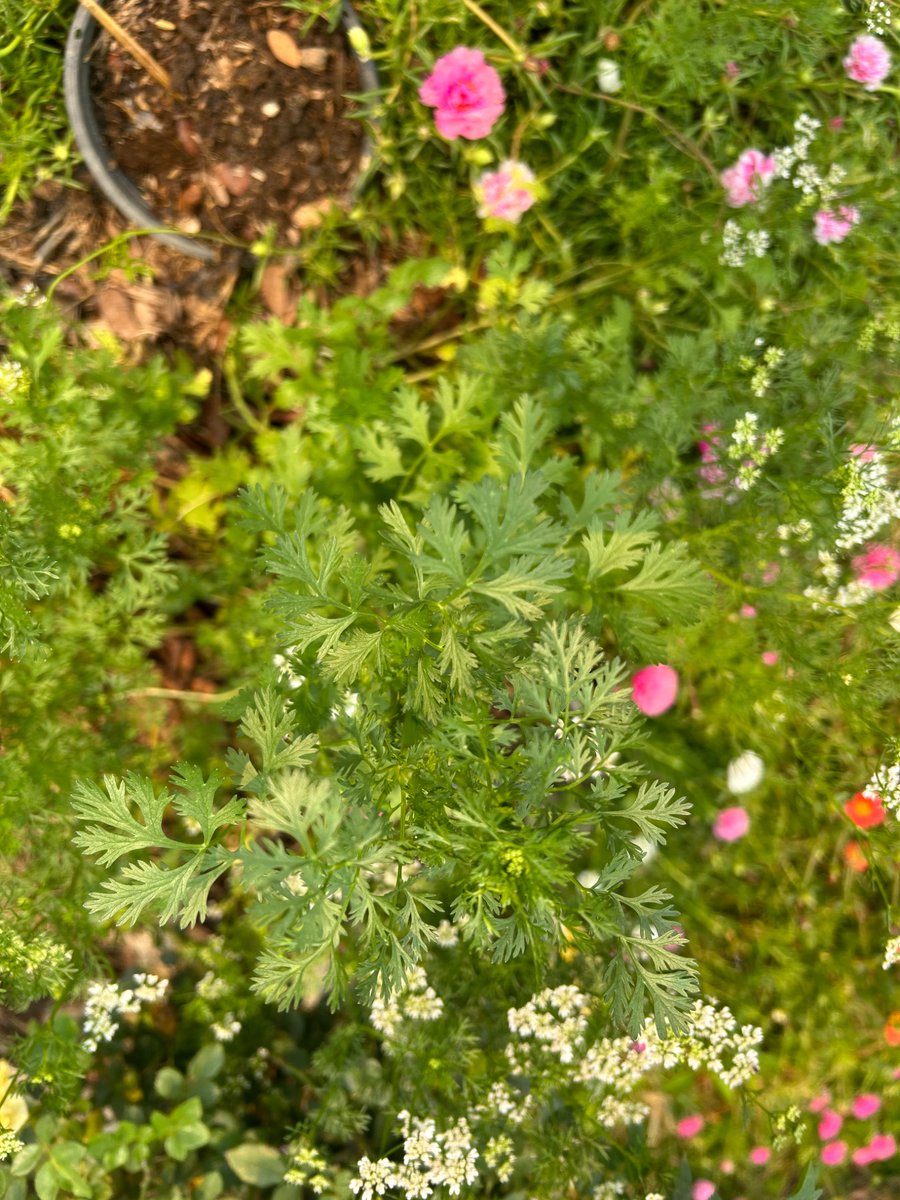 Pradtana รักชาติ รักสถาบัน tweet media