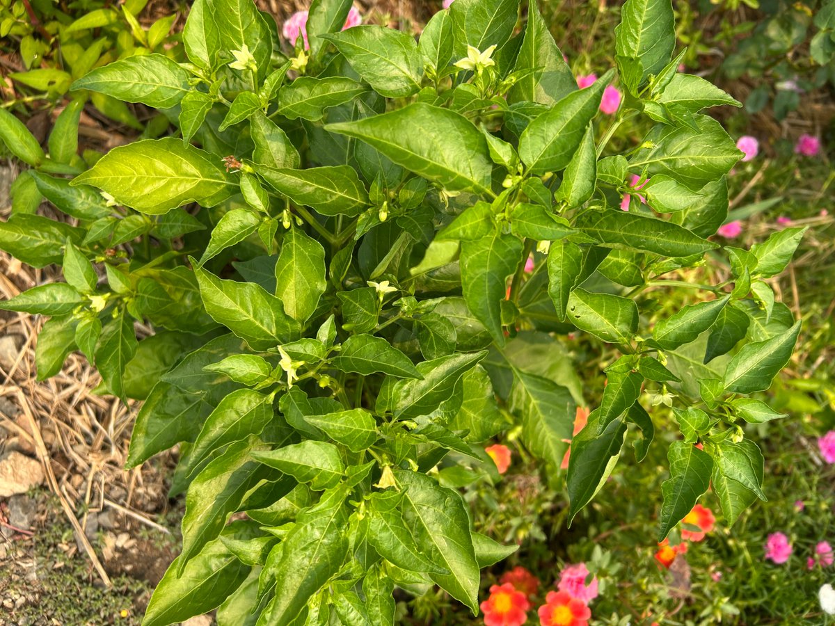 Pradtana รักชาติ รักสถาบัน tweet media