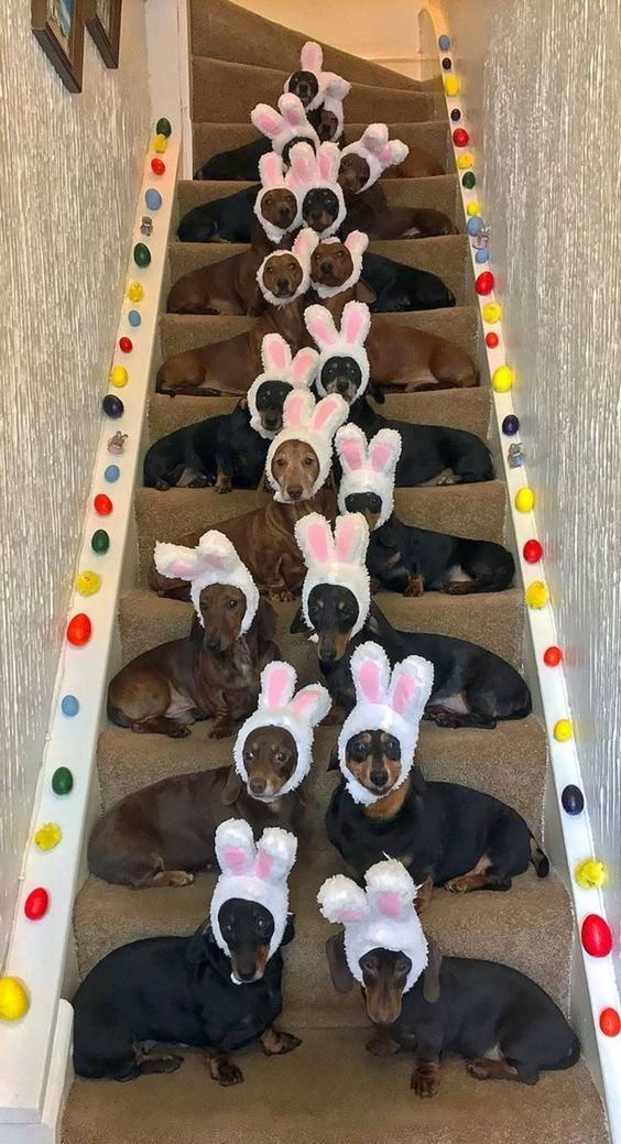 Salsichinhas tweet media