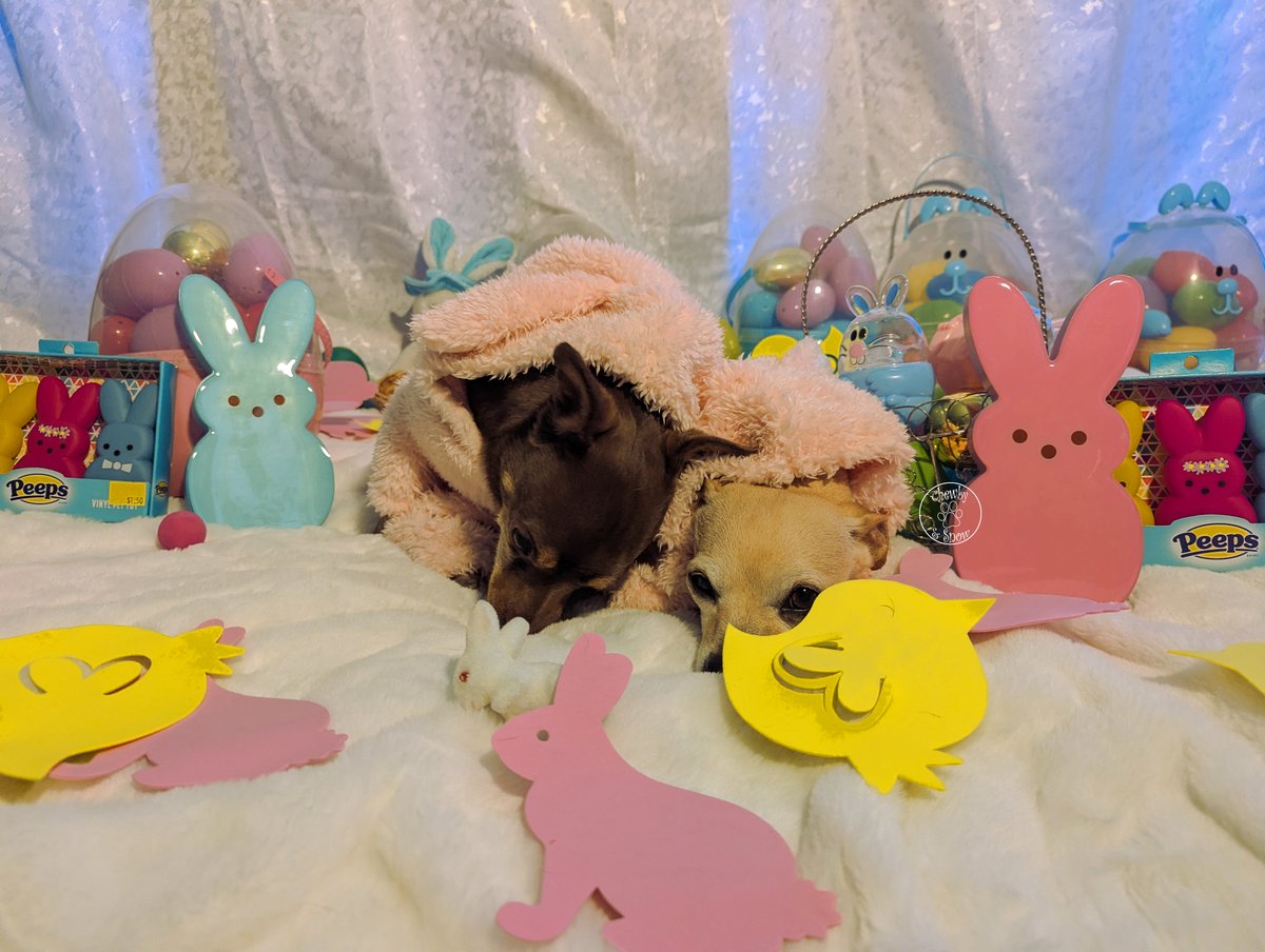 80sqween's tweet photo. Happy Easter Beauties!! We hope you have a blessed day with your loved ones.
https://t.co/UzgH4Kb788
#DogsofTwitter #DogsofX #DogsonX #CatsonX #Snowby #EasterMagic #happyeaster #Easter https://t.co/yet4g17FIj