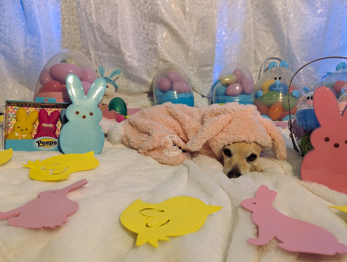 80sqween's tweet photo. Happy Easter Beauties!! We hope you have a blessed day with your loved ones.
https://t.co/UzgH4Kb788
#DogsofTwitter #DogsofX #DogsonX #CatsonX #Snowby #EasterMagic #happyeaster #Easter https://t.co/yet4g17FIj