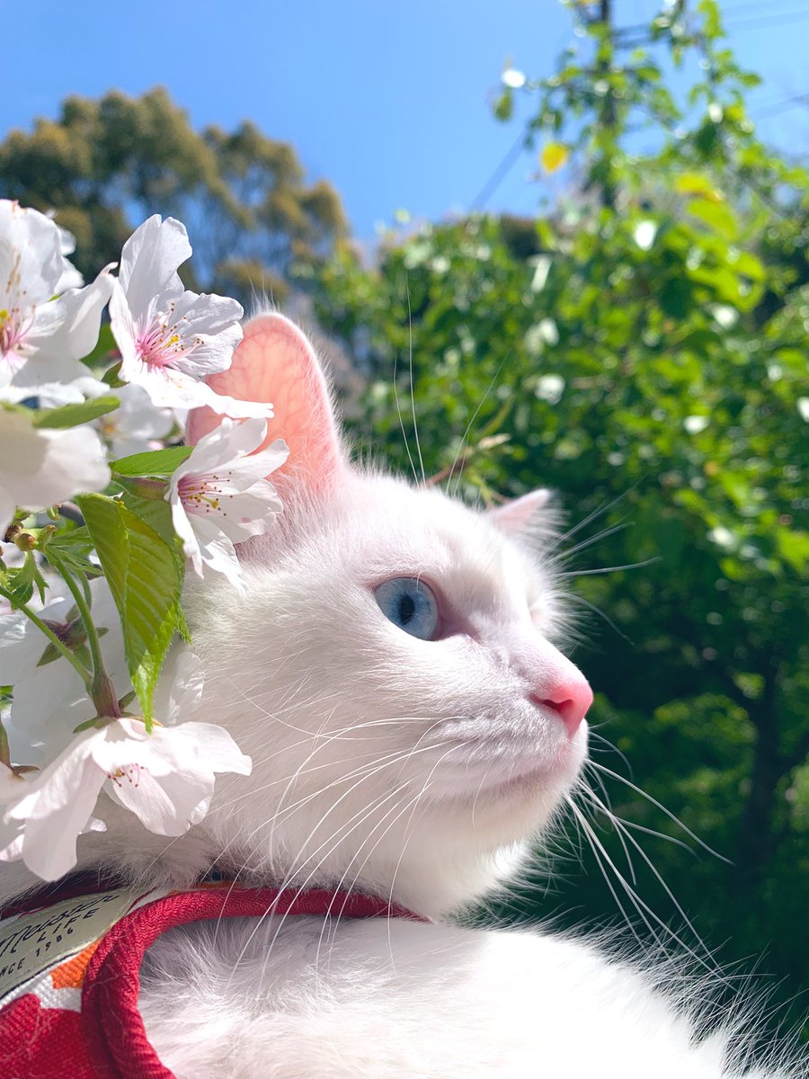 ゆちはむ🐹 tweet media