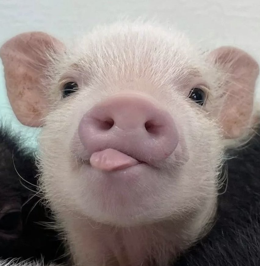 แงวชมพูวว ft.ตี๋ตี๋ป๋อ( •̯́ ₃ •̯̀) tweet media