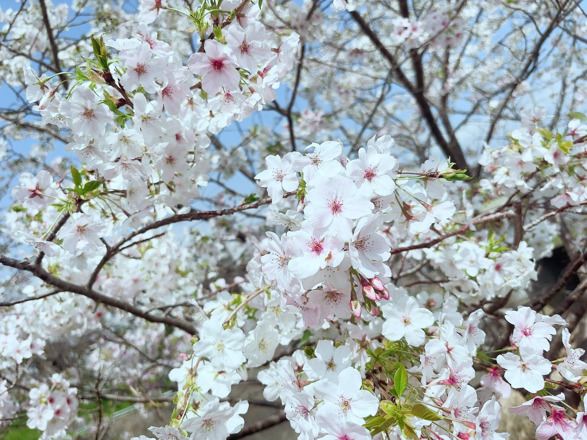 ♡いあ♡ tweet media