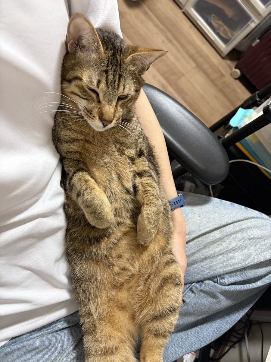 mnemon1q's tweet photo. @93mochi_warabi うちに来てすぐから目の調子悪くて点眼してたので猫風邪持ちの可能性はそこそこありそうです🥲
今回は片目だけなので、よもちゃんと戯れてる時にやられたかもしれませんね😂 https://t.co/eGhSw7fcB9