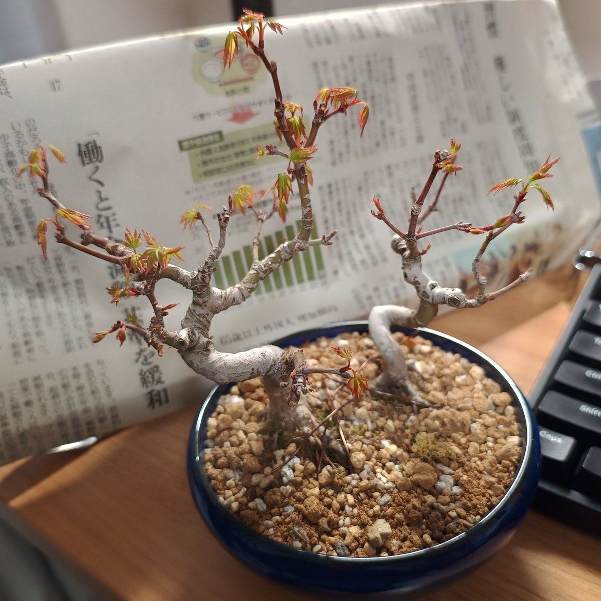 || じんすけ(Jinsuke) || tweet media