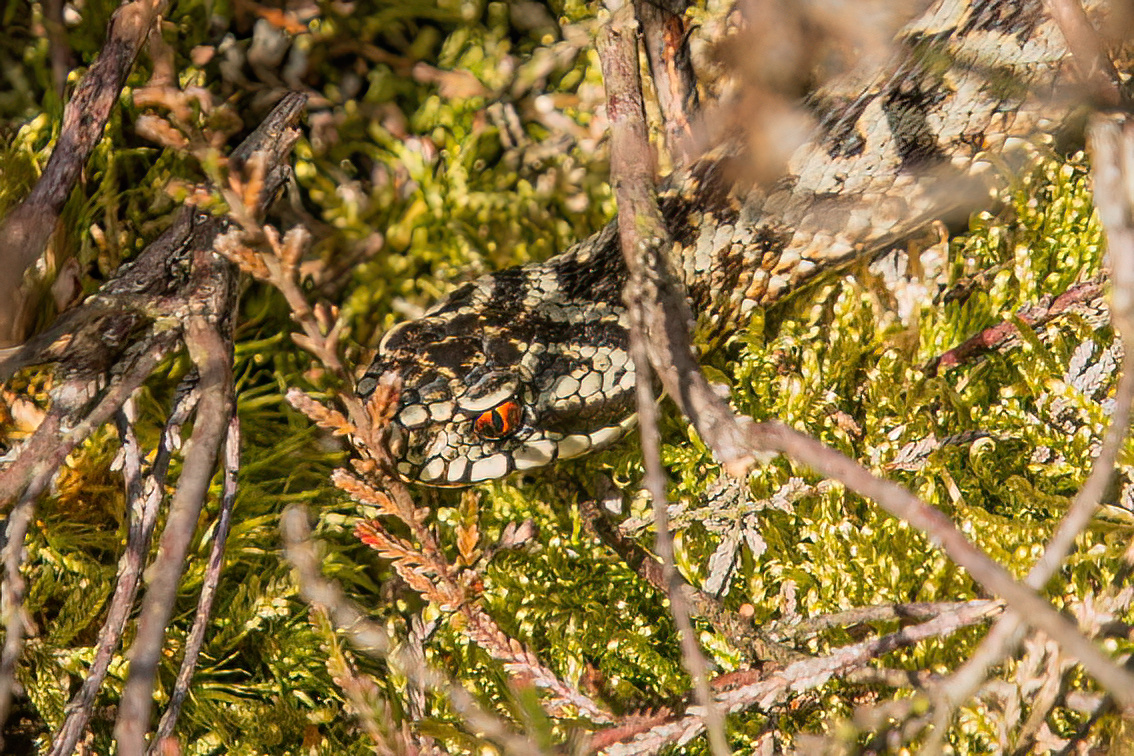 Sylvia Westerhuis tweet media