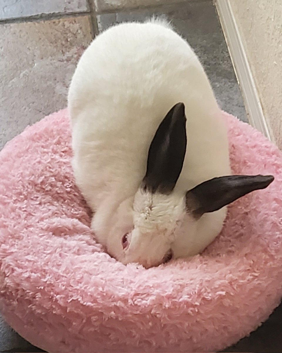 Fatum Ruptor tweet media