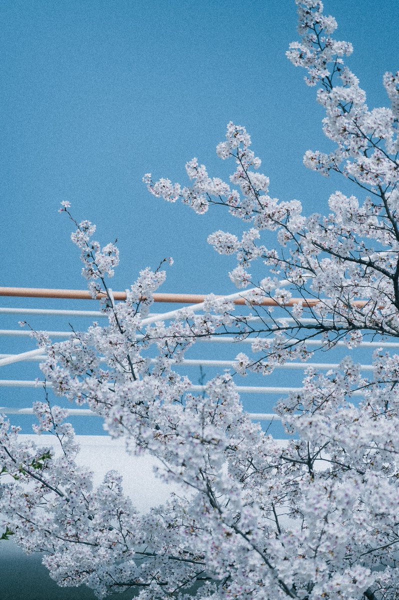 깜토 くろうさぎ tweet media