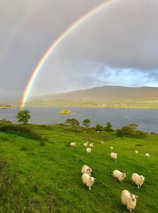 ThisIsIreland3's tweet image. 📍A rainbow over Gartan, County Donegal 🌈☘️

A promise of sunshine after the rain.

Sang the sunrise on an amber morn,
Earth, be glad! An April day is born. 💚

— Sir Charles G. D. Roberts

📸  Hidden Ireland

#Ireland #Rainbow #Donegal #Gartan