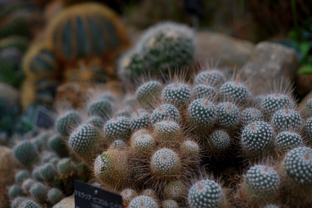 ｳﾞｫﾝﾄﾞｩﾙﾝﾄﾞｩﾙｩｩｩｩﾝ🐏@銀髪過激派陰キャｳﾞｫﾝﾄﾞｩﾙﾝﾄﾞｩﾙｩｩｩｩ船長 tweet media