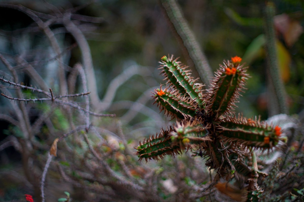 ｳﾞｫﾝﾄﾞｩﾙﾝﾄﾞｩﾙｩｩｩｩﾝ🐏@銀髪過激派陰キャｳﾞｫﾝﾄﾞｩﾙﾝﾄﾞｩﾙｩｩｩｩ船長 tweet media