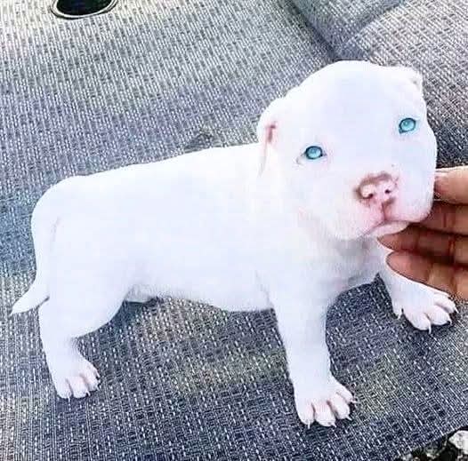 Doglover tweet media