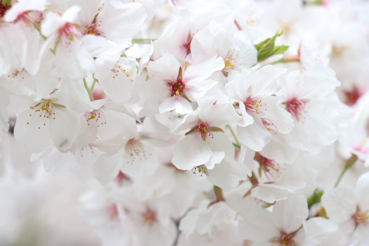 ゆず( っ'-')╮ =͟͟͞͞🍋 tweet media