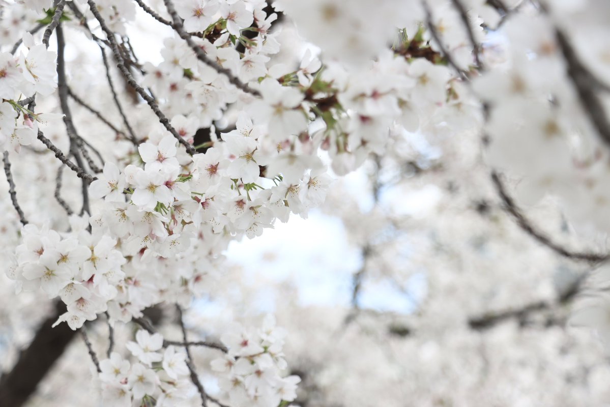 ゆず( っ'-')╮ =͟͟͞͞🍋 tweet media