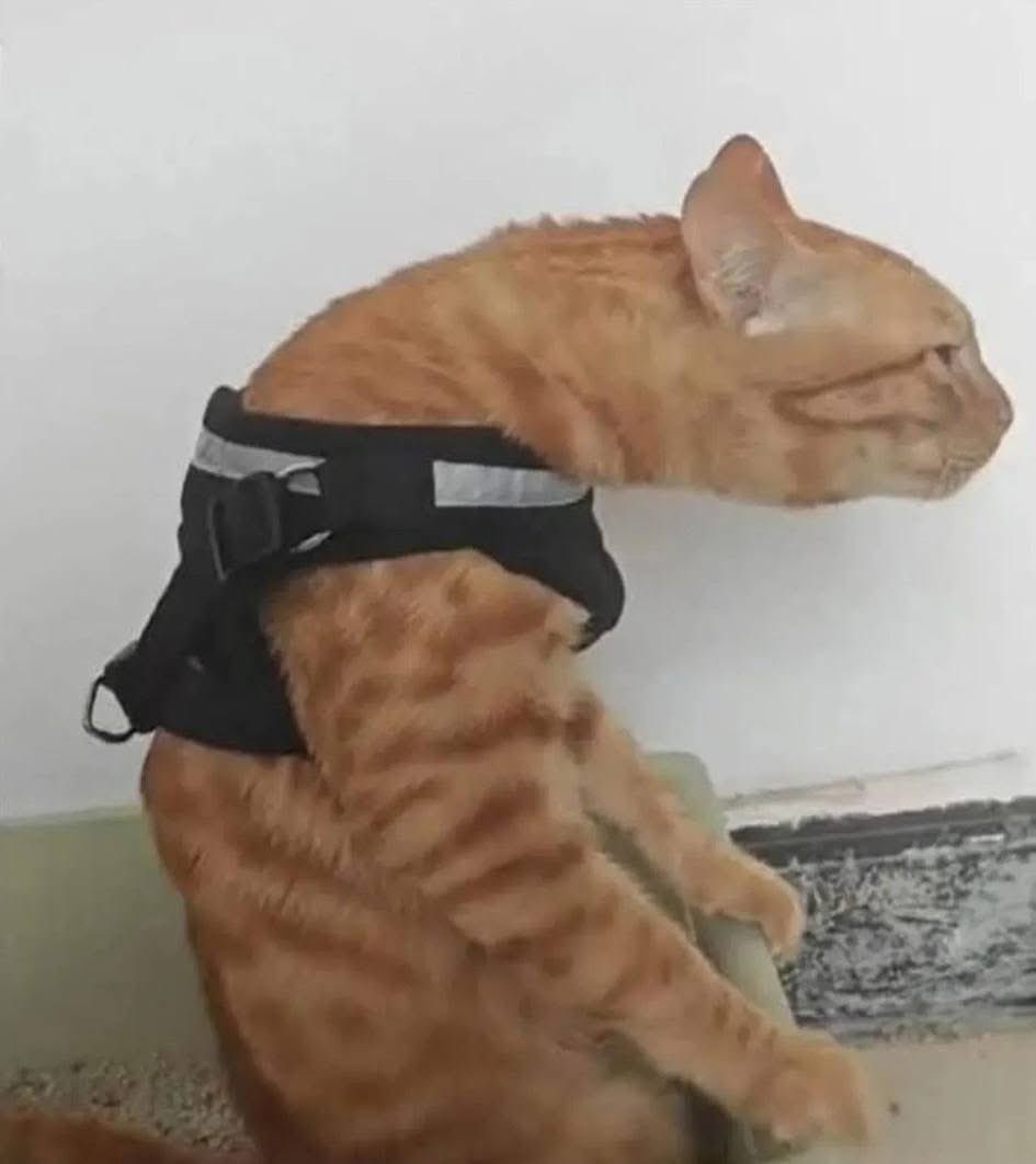 Daniel Caballero tweet media