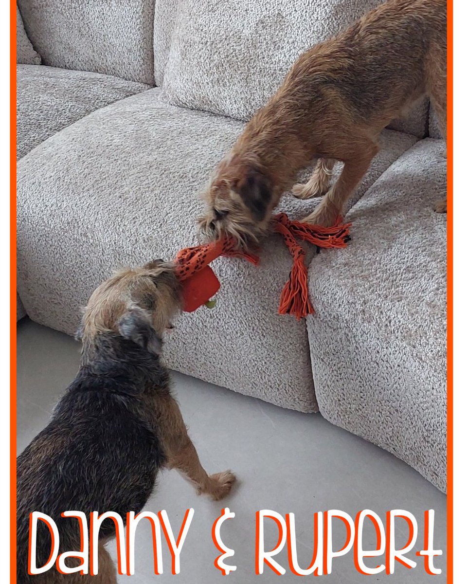 PawPalsDubai's tweet image. Rupert and Danny taking their tug-of-war game very seriously. Friendly games like this are a great way for dogs to bond, burn energy, and have a bit of fun together.

Who do YOU think is winning? Team Rupert or Team Danny? 

#dogsofdubai #dogsitter #uaepets