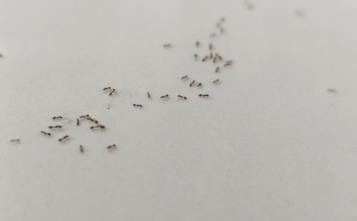 Fadzayi Mahere🇿🇼 tweet media