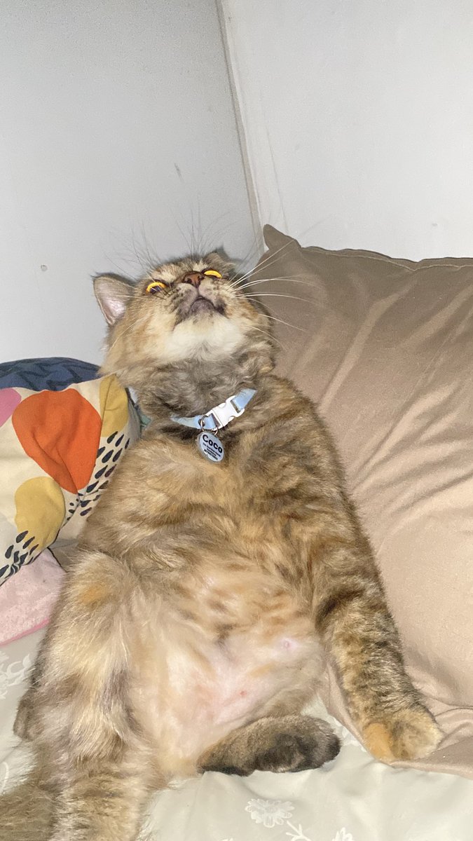 OohMyCat😼 tweet media