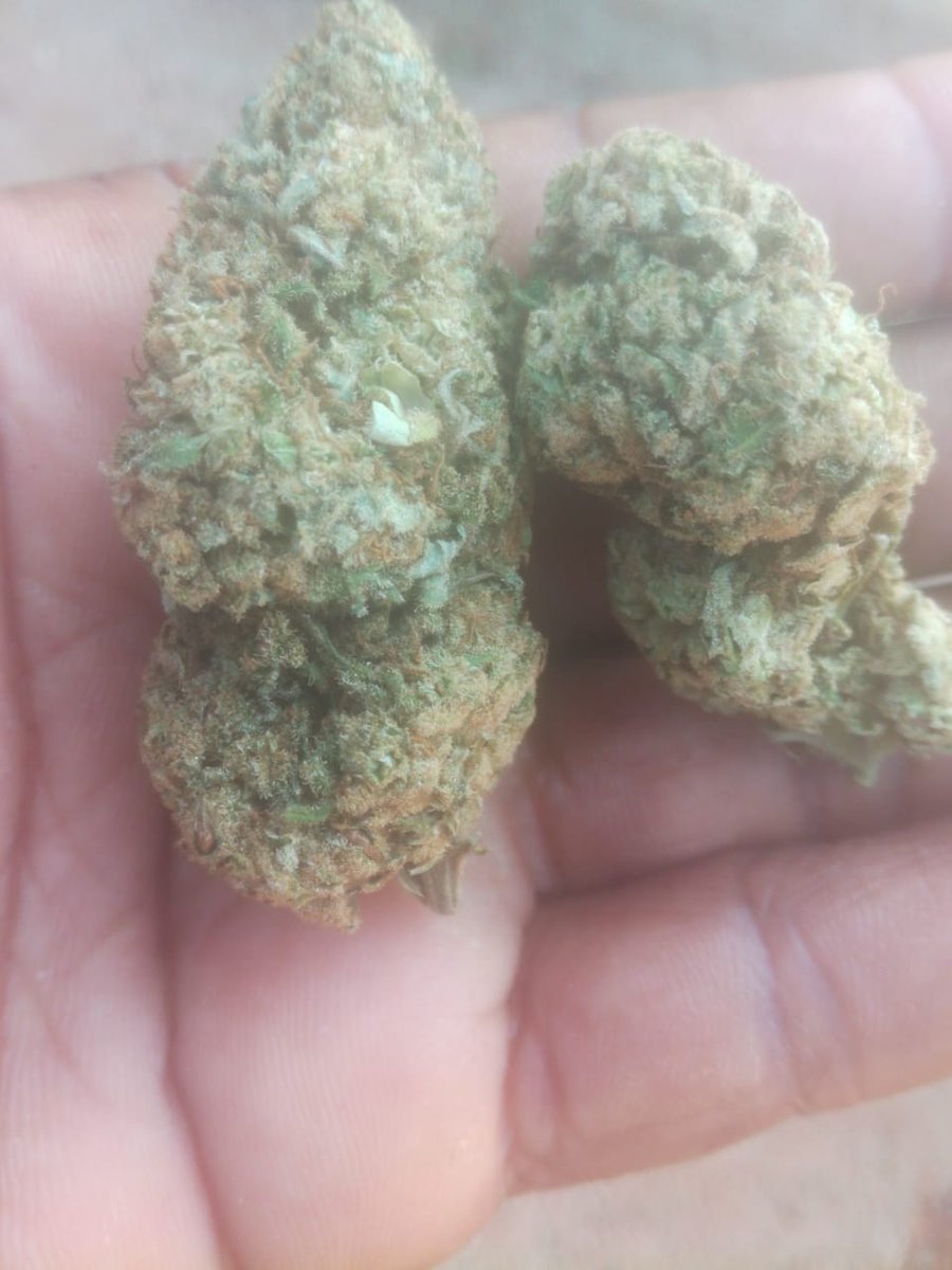 Premium_Florist's tweet image. Let's serve u
 Bulk and retail quantities 

##Mmemberville ##Cannabis #Weed