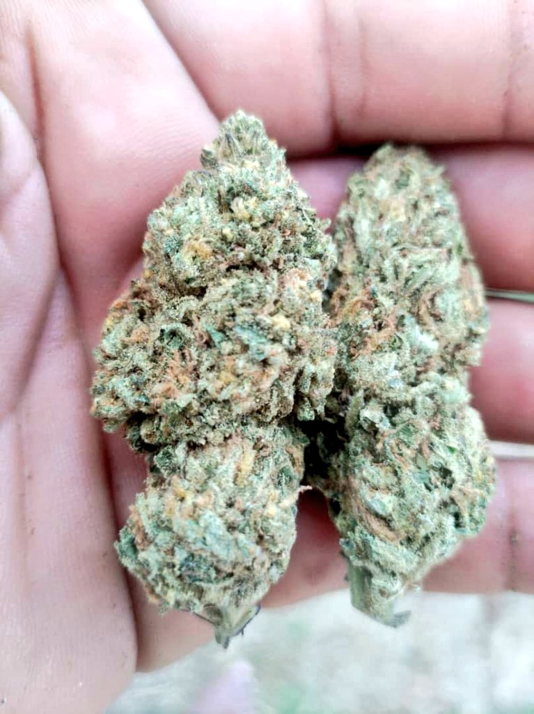 Premium_Florist's tweet image. Let's serve u
 Bulk and retail quantities 

##Mmemberville ##Cannabis #Weed