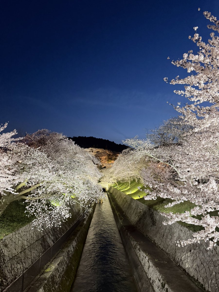 れーちゃん👑💜 tweet media