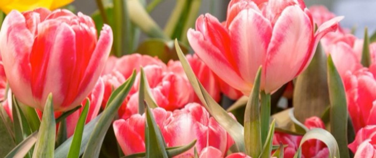 BrianParcellMS's tweet photo. Wishing you and your family a wonderful Easter. May the season bring renewed hope &amp; meaningful time with loved ones. https://t.co/5CFyOKh0xw