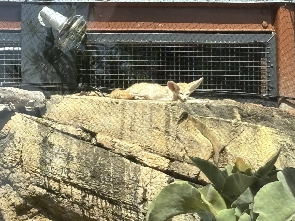 emo puppycat tweet media